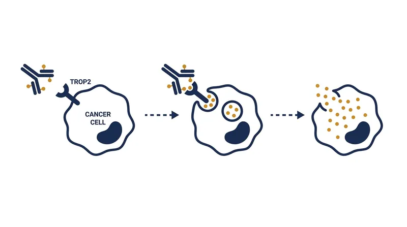 Antibody-drug conjugates act as 'smart bombs,' delivering chemotherapy directly into cancer cells while sparing healthy tissue.
