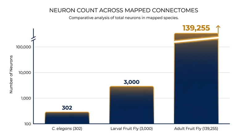 The adult fruit fly brain is orders of magnitude more complex than previously mapped organisms.