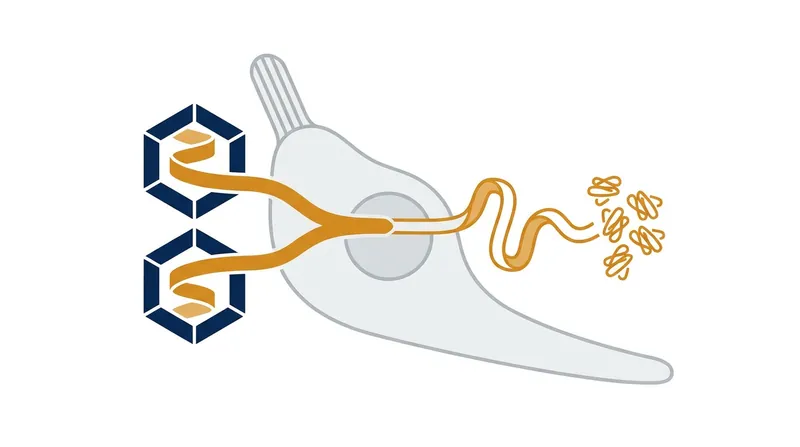 Because the OTOF gene is too large for a single viral vector, the therapy splits the genetic payload into two halves that recombine inside the ear.