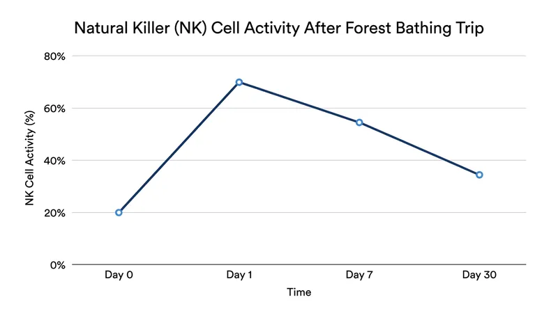 Elevated immune function persists for up to 30 days following a multi-day forest immersion.