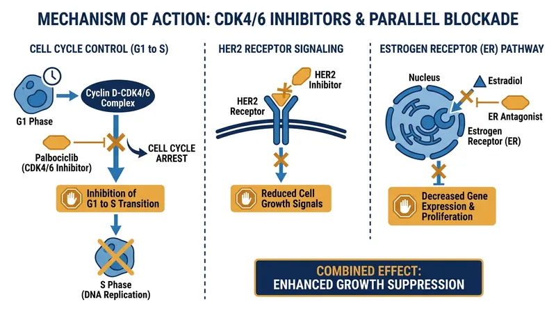 Palbociclib halts tumor replication by blocking cyclin-dependent kinases 4 and 6, preventing the cell from entering the DNA synthesis phase.