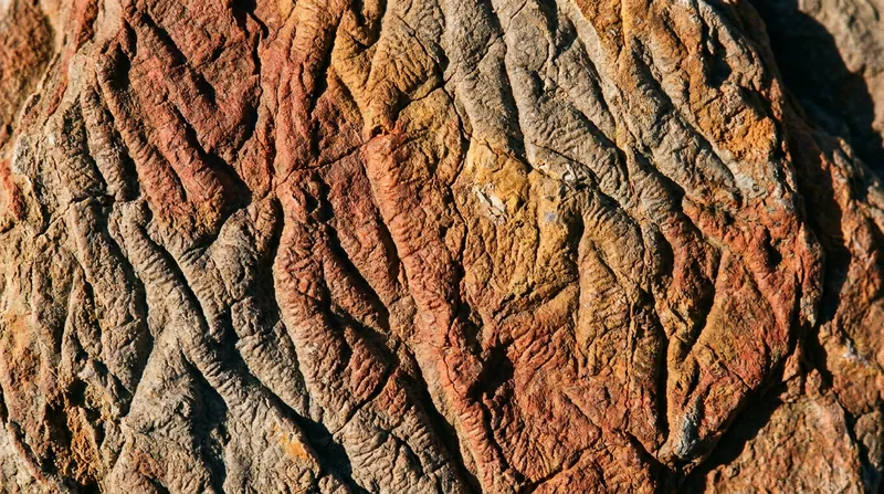 Fossilized wrinkle structures are the physical fingerprints left behind by sticky microbial mats.
