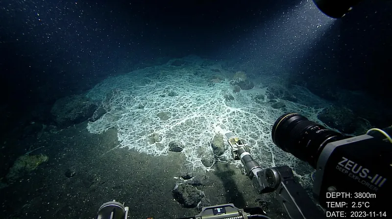 Modern chemosynthetic microbial mats, like this one off the coast of California, provide a living analogue to the Moroccan fossils.