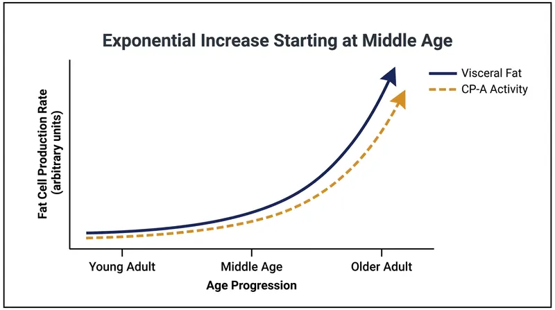 CP-A stem cell activity surges dramatically as the body enters middle age.