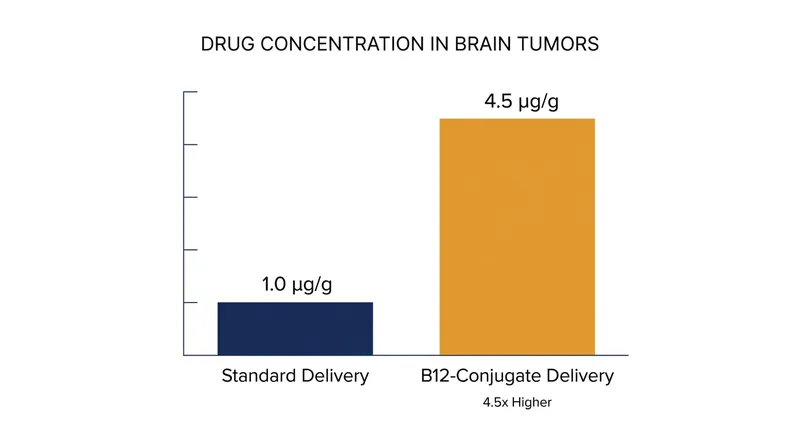 The B12-conjugate achieved significantly higher concentrations inside the tumor tissue.