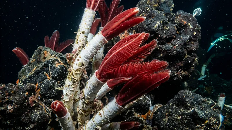 Giant tubeworms rely on chemosynthetic bacteria to convert toxic vent fluids into energy.