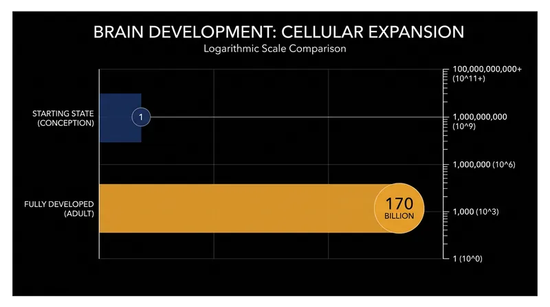 The vertebrate brain scales from a single zygote to billions of cells, requiring a robust mechanism for positional mapping.
