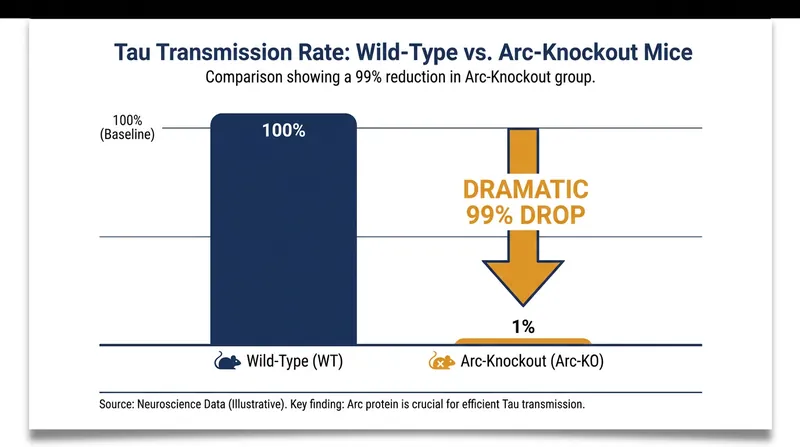 Removing the Arc protein in mouse models reduced the cell-to-cell transmission of toxic Tau to near zero.
