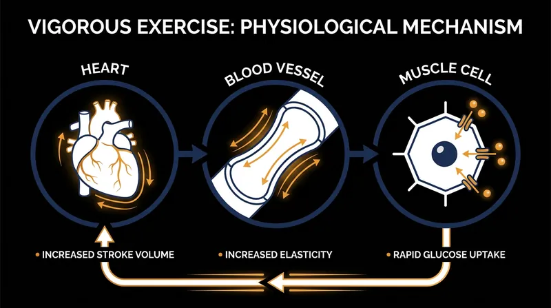How pushing to the point of breathlessness triggers protective biological adaptations.