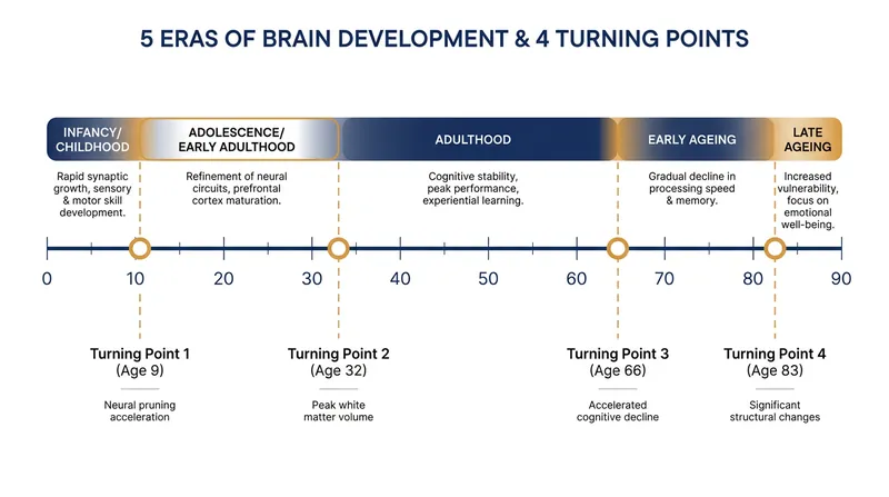 The Lifespan Brain Health Model identifies four major biological turning points that divide human cognitive development into five distinct epochs.