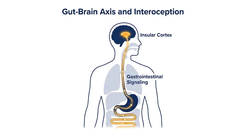 Interoception relies on the vagus nerve to transmit physical sensations of hunger and fullness from the gut to the brain.
