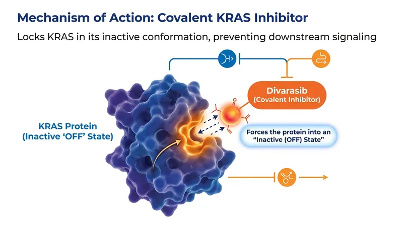 Divarasib works by binding to a specific groove on the mutated KRAS protein, locking it in an inactive state and halting cancer cell division.