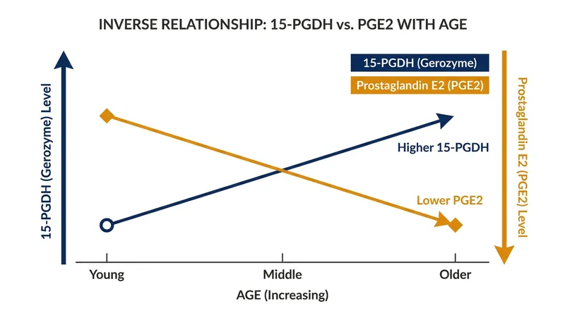 As the aging protein 15-PGDH increases, the critical repair molecule PGE2 plummets, halting tissue regeneration.