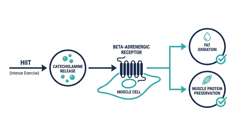 The biological mechanism behind HIIT's dual effect on fat oxidation and muscle preservation.