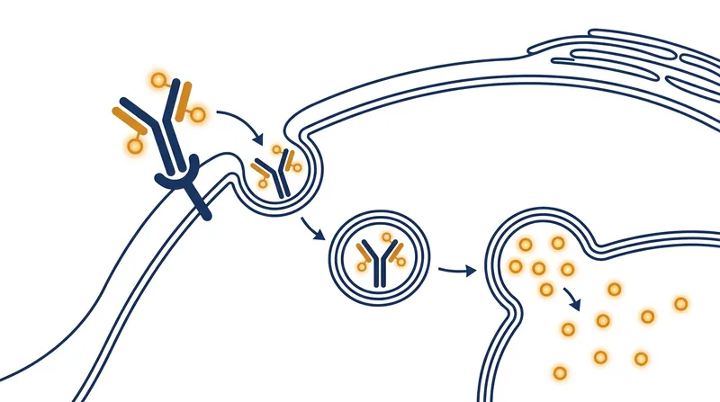 Antibody-drug conjugates act as a 'smart bomb,' delivering chemotherapy directly inside HER2-expressing cancer cells.