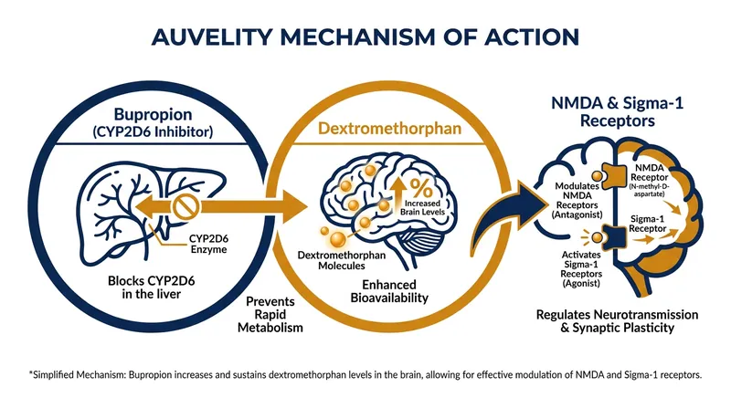 How Auvelity works: Bupropion prevents the rapid breakdown of dextromethorphan, allowing it to reach therapeutic levels in the brain.