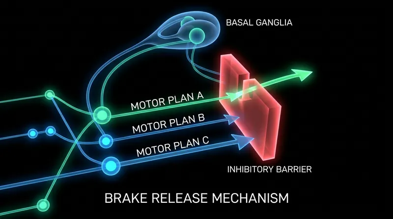 The basal ganglia act as a switchboard, selectively releasing the inhibitory 'brake' on the winning action plan.