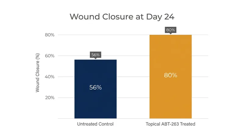 In animal models, clearing senescent cells with topical ABT-263 dramatically accelerated wound healing.