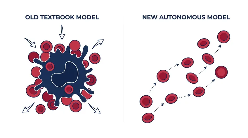 The 70-year-old 'erythroblastic island' model has been overturned by evidence of cellular autonomy.