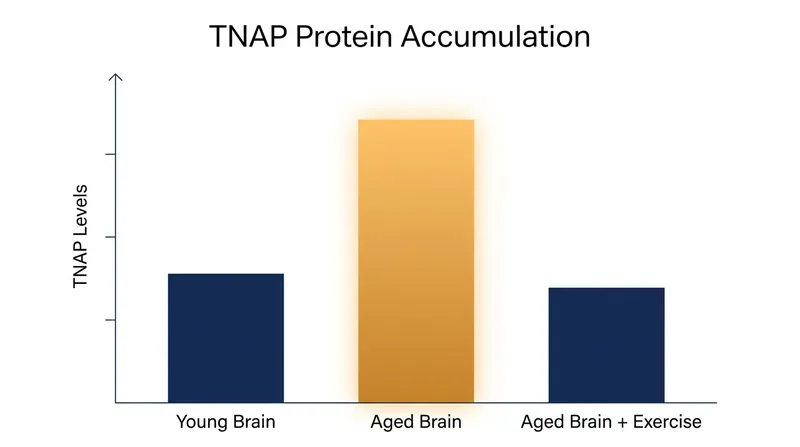 Exercise effectively reverses the age-related buildup of harmful TNAP proteins on brain blood vessels.