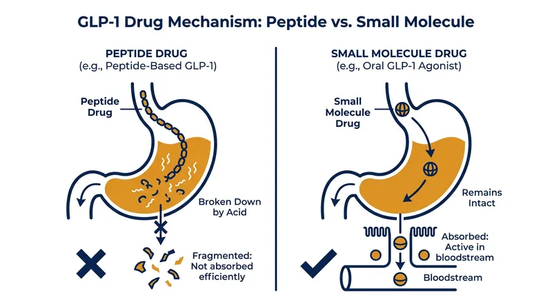 Unlike earlier peptide-based pills, small-molecule GLP-1s are chemically designed to survive harsh stomach acids intact.