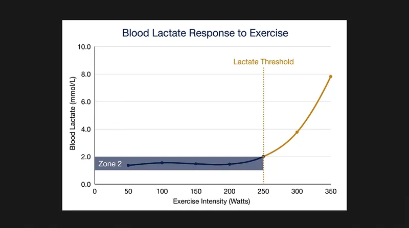 The lactate threshold marks the exact intensity where the body's ability to clear lactate is overwhelmed by its production.