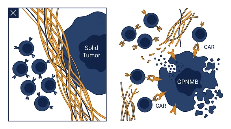 How GPNMB-targeted cells bypass the tumor microenvironment.