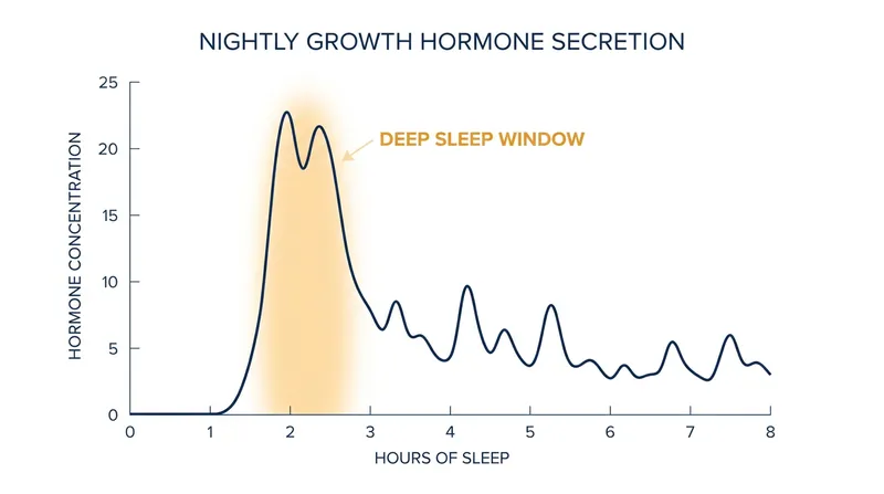 The vast majority of the body's daily growth hormone is secreted in a single massive pulse shortly after falling asleep.