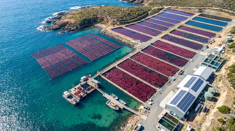 Startups are rapidly scaling ocean and land-based aquaculture to meet the projected demand for Asparagopsis.