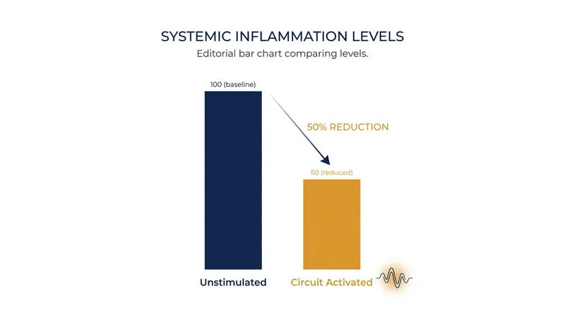Activating the specific brainstem circuit in animal models reduced systemic inflammation by more than 50 percent.