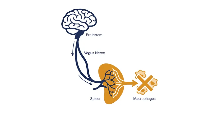 The inflammatory reflex: how the brain detects infection and sends an electrical 'stop' signal to immune cells.