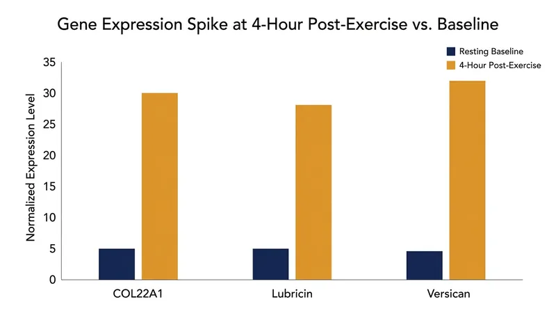 Within four hours of an eccentric workout, specific genes responsible for tissue lubrication and structural reinforcement are highly activated.