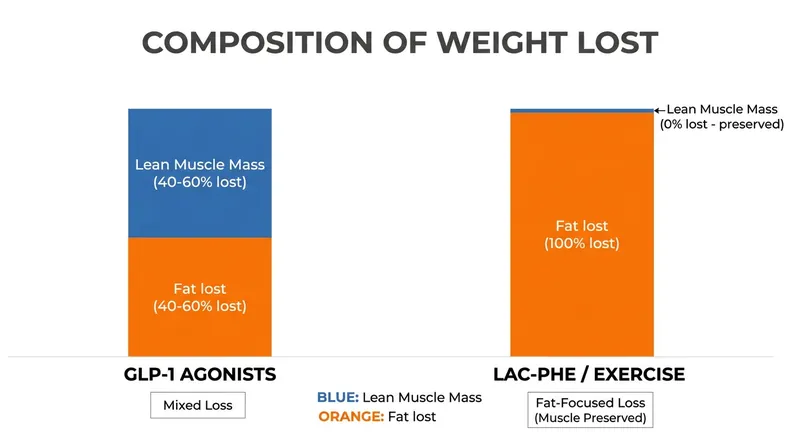 The critical difference: Lac-Phe preserves metabolically active muscle tissue that gut-based drugs often strip away.