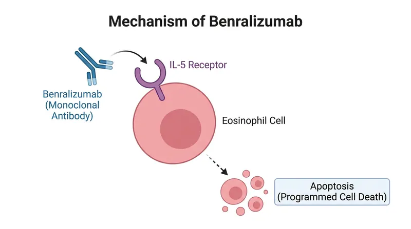 Benralizumab acts as a homing beacon, signaling the body's natural killer cells to destroy the specific white blood cells causing airway inflammation.