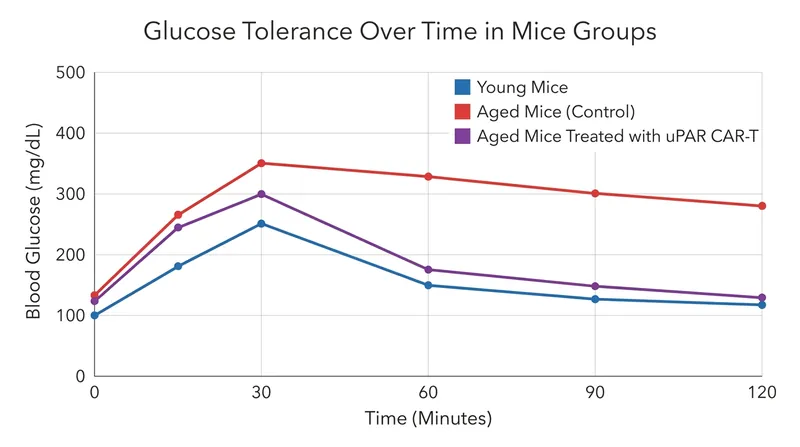 Aged mice treated with the CAR-T therapy showed metabolic function nearly identical to much younger mice.