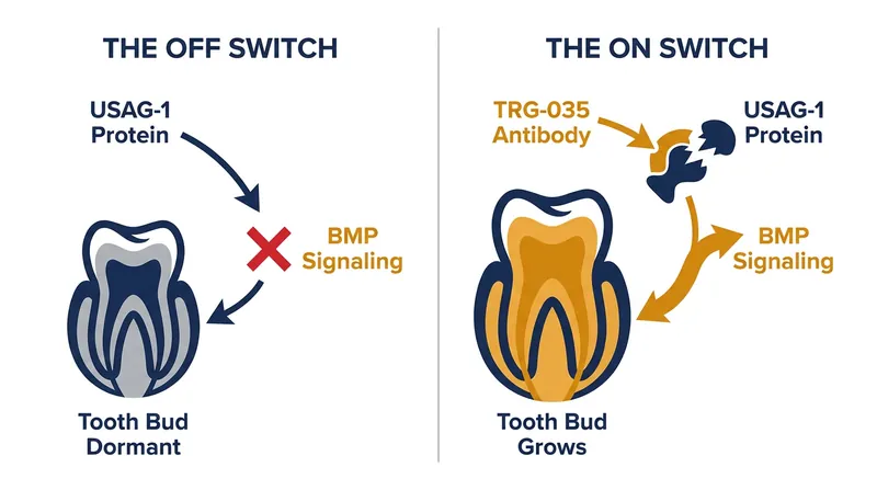 How the TRG-035 antibody neutralizes the USAG-1 protein to activate dormant tooth buds.