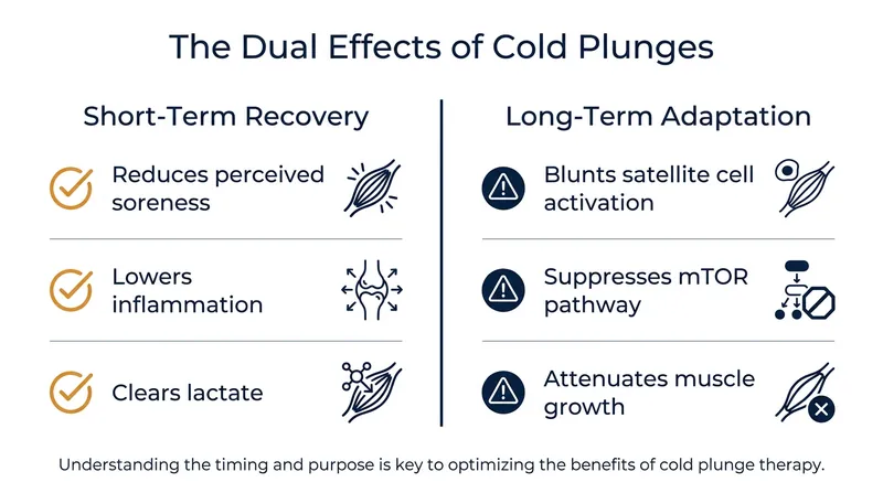 Cold water immersion forces a trade-off between feeling better tomorrow and building more muscle next month.