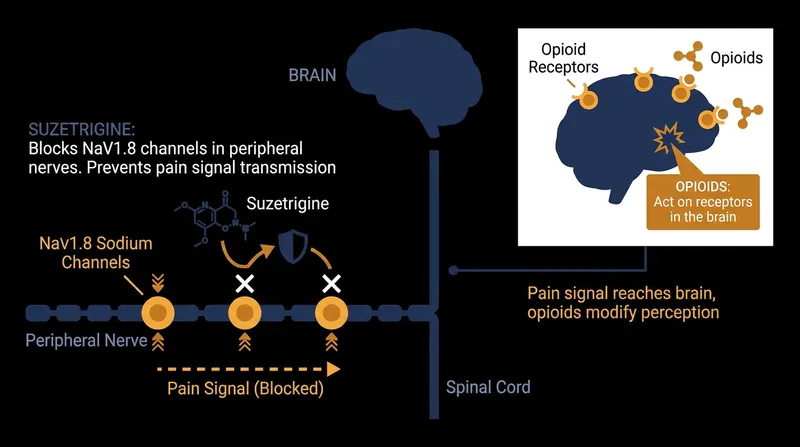 Unlike opioids, suzetrigine blocks pain signals in the peripheral nervous system before they reach the brain.