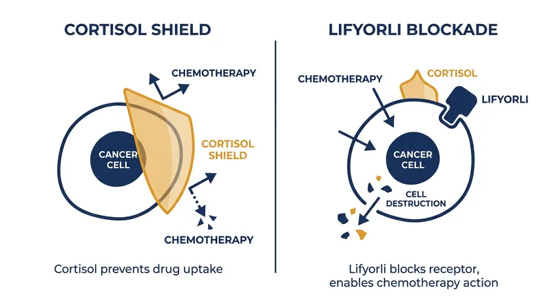 By blocking cortisol, Lifyorli strips away the cancer cell's chemical defenses, making chemotherapy highly lethal.