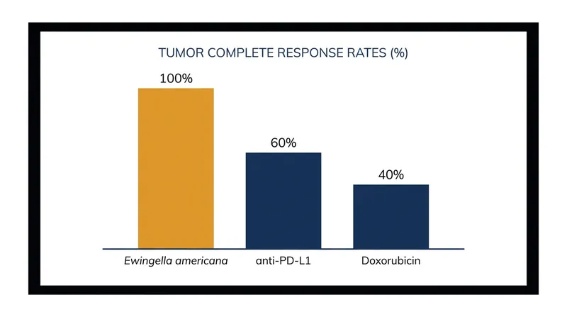 In preclinical models, the amphibian-derived bacterium significantly outperformed standard chemotherapy and immunotherapy.