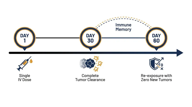 Mice treated with the bacterium developed a lasting immune memory that prevented cancer recurrence upon re-exposure.