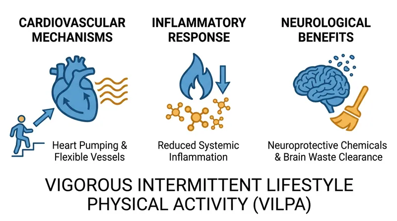How short bursts of intensity trigger systemic biological adaptations.