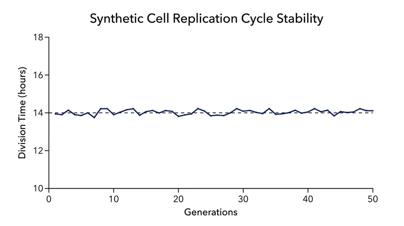 Researchers tracked the synthetic cells through 50 continuous generations without any breakdown in replication fidelity.