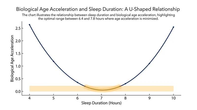 Biological aging follows a U-shaped curve, with the lowest cellular wear occurring between 6.4 and 7.8 hours of sleep.