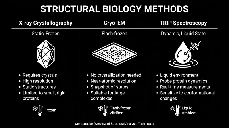 Unlike legacy methods, TRIP allows scientists to observe proteins in their natural, liquid state.