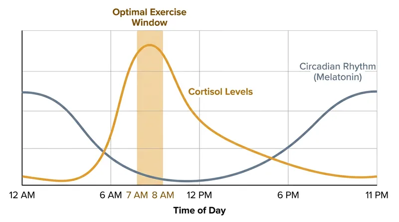 The 7 a.m. to 8 a.m. exercise window aligns perfectly with the body's natural morning cortisol peak.