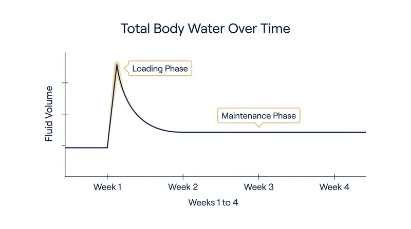 Initial water retention stabilizes quickly once muscles are saturated with creatine.