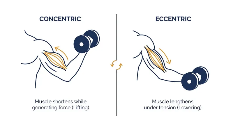 Muscles act as a braking system during eccentric contractions, generating more force with less energy.