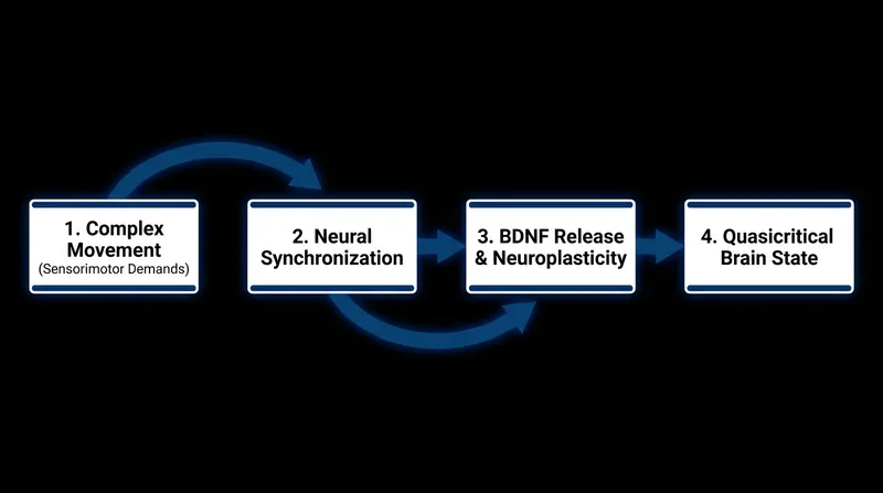 The ITMA framework outlines how physical training translates into structural brain changes.