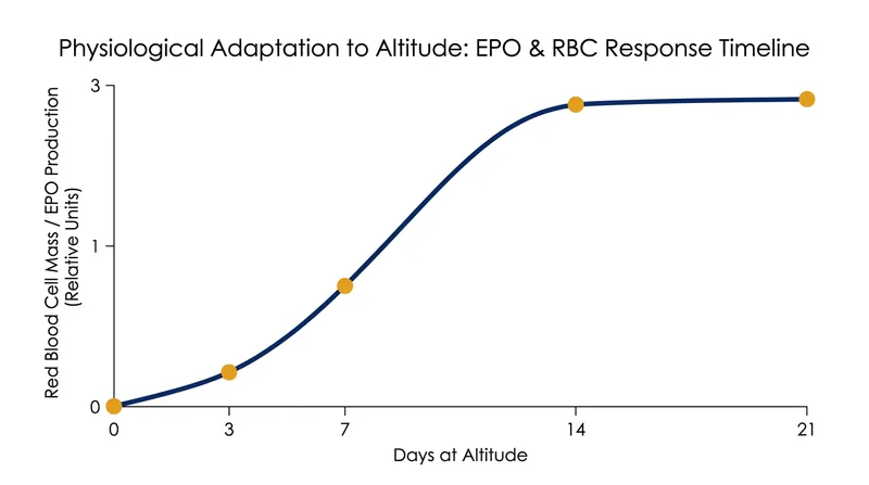 It takes approximately two to three weeks of altitude exposure for a player's body to optimize red blood cell production.
